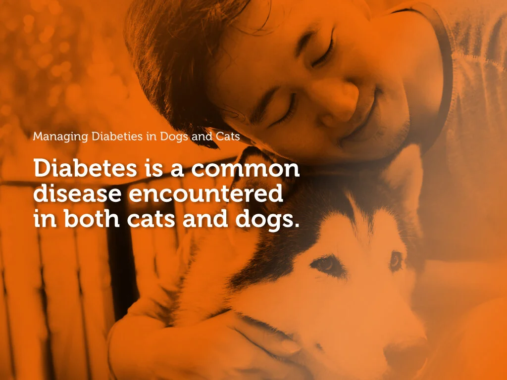 Managing Diabetes in Dogs and Cats