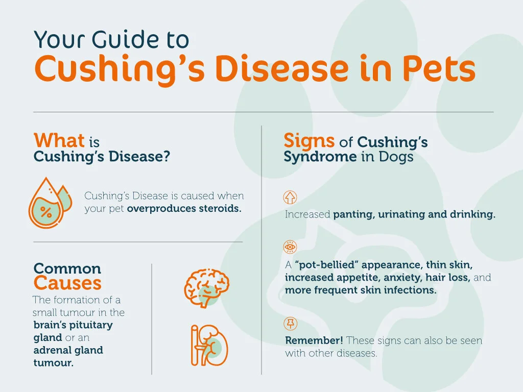 Infographic: Your Guide to Cushing’s in Pets