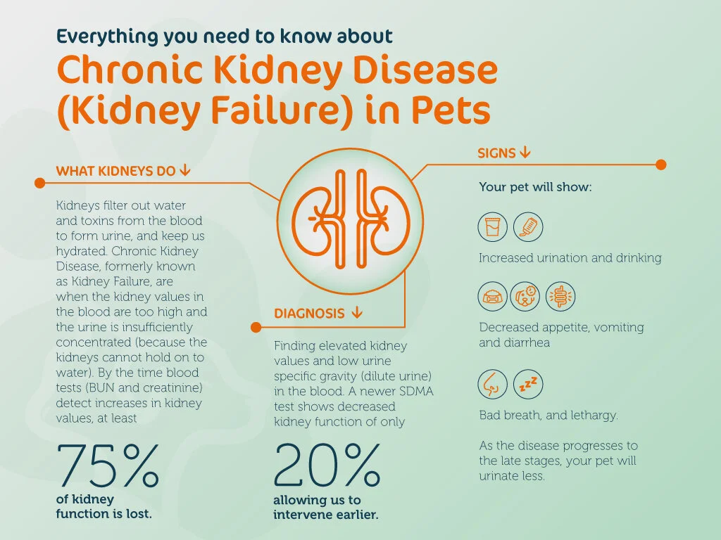 Everything you need to know about Chronic Kidney Disease (Kidney Failure) in Pets