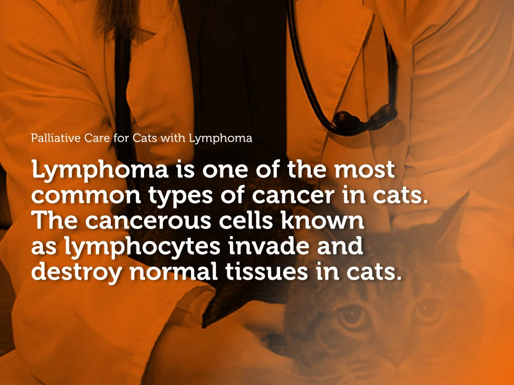 Palliative Care For Cats With Lymphoma