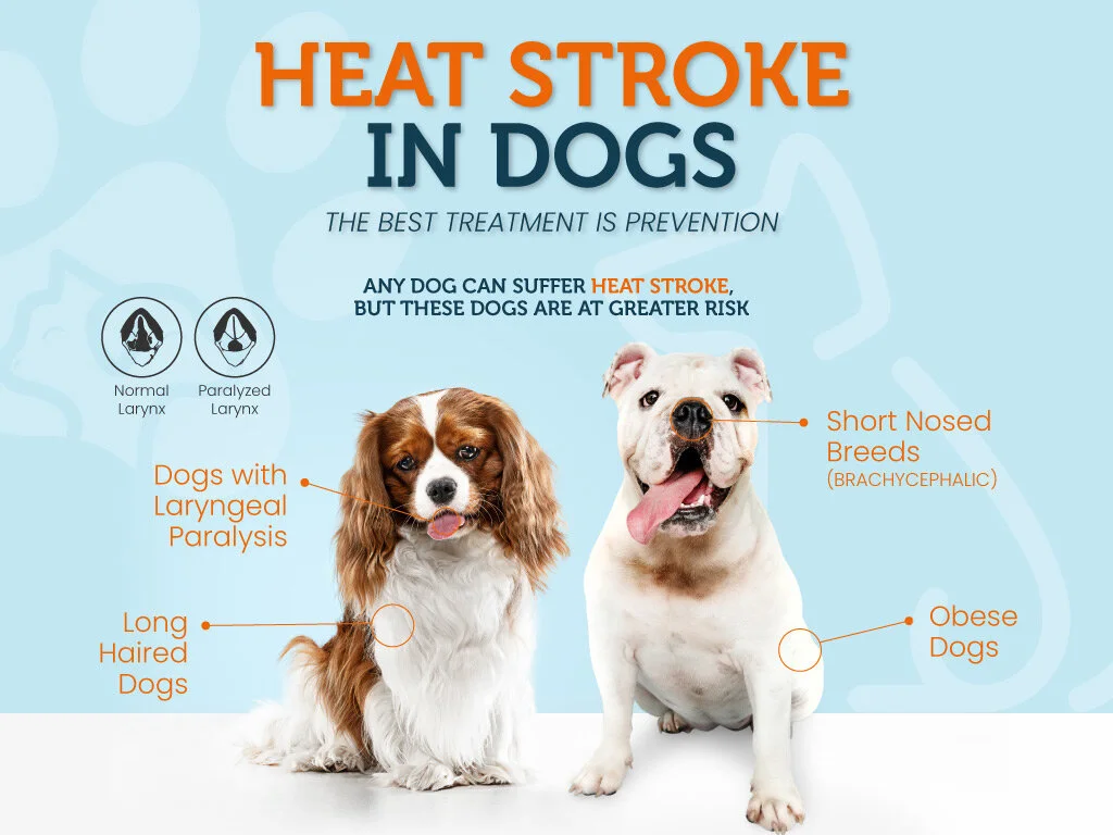 Heat Stroke in Dogs: The Best Treatments is Prevention