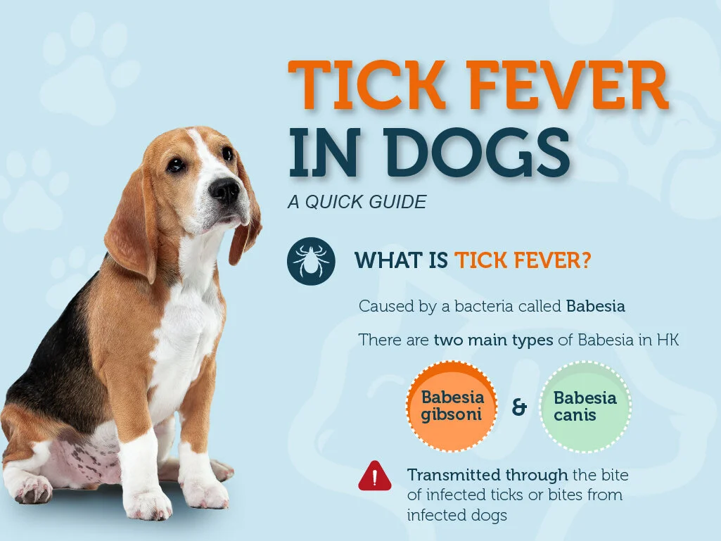Tick Fever: A Quick Guide