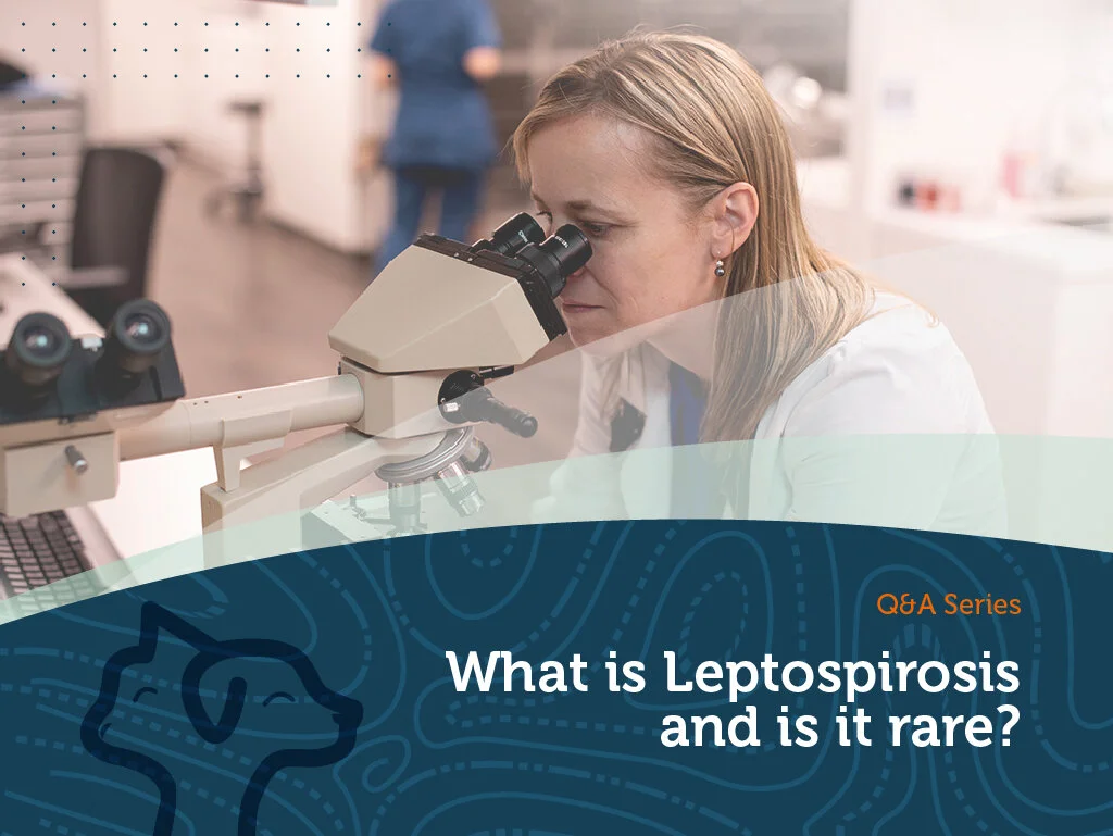 What is Leptospirosis and is it rare?