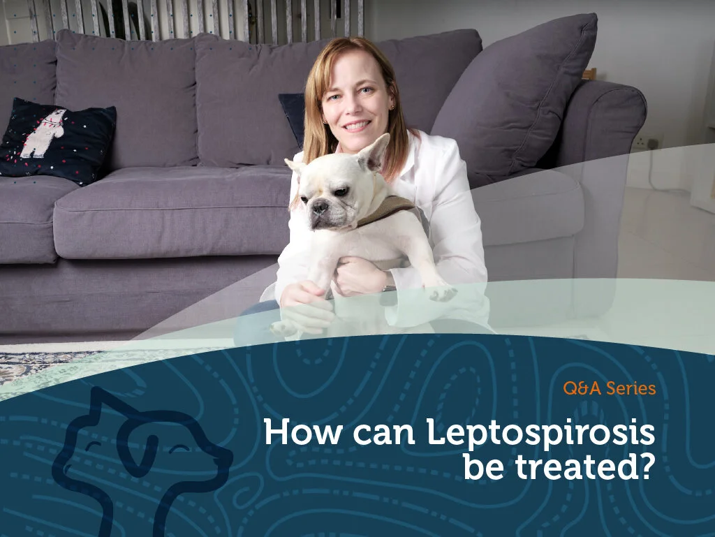 How can Leptospirosis be treated?