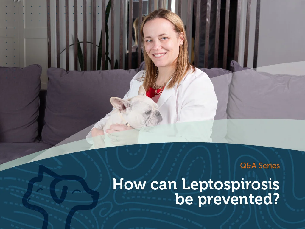 How can Leptospirosis be prevented?