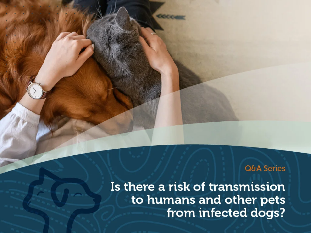 Leptospirosis – Is there a risk of transmission?