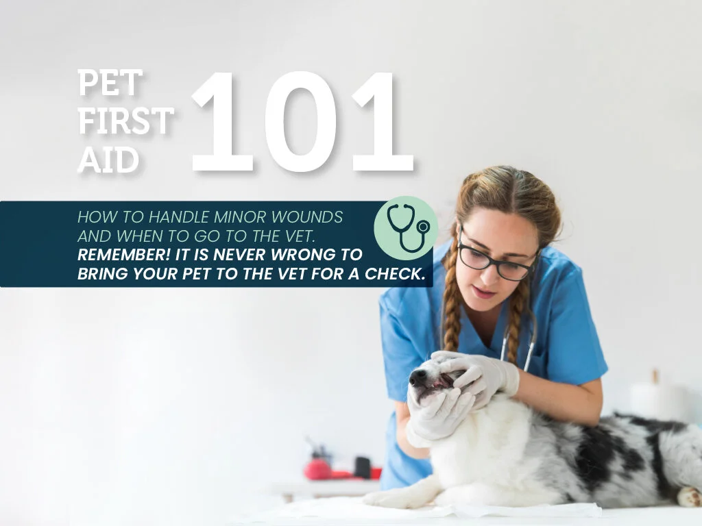 Basic Pet First Aid