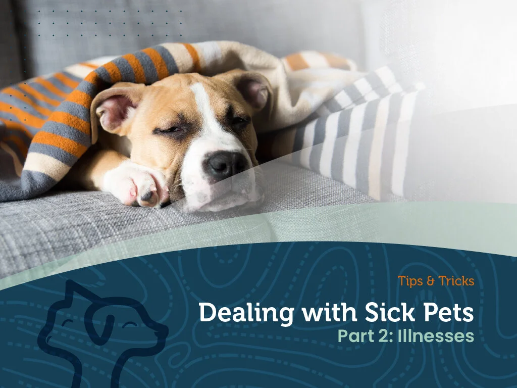 Tips and Tricks - Dealing with Sick Pets (Illness)