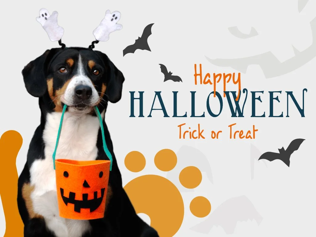 Keep Your Pets Safe This Halloween With A Few Easy Steps