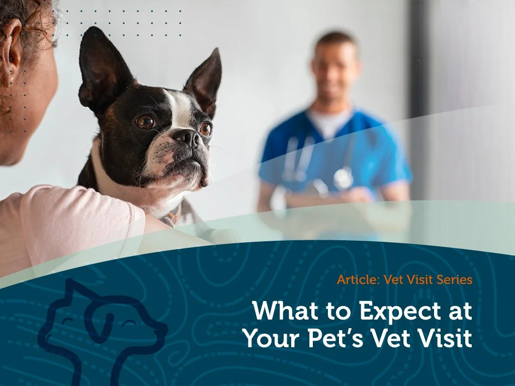 What to Expect When You Bring Your Pet to the Vet!