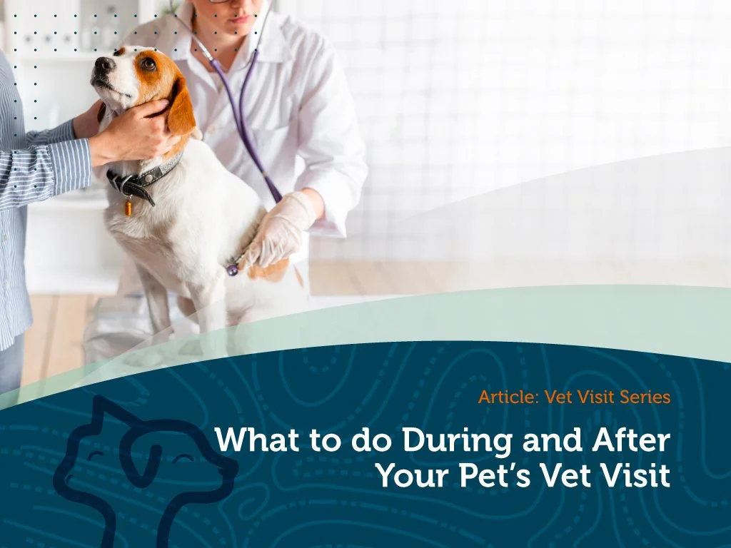 What Happens During the Vet Visit