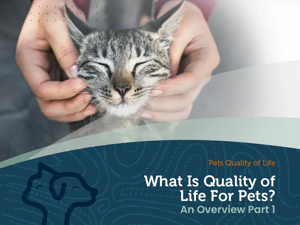 What Is Quality of Life For Pets? - Part 1