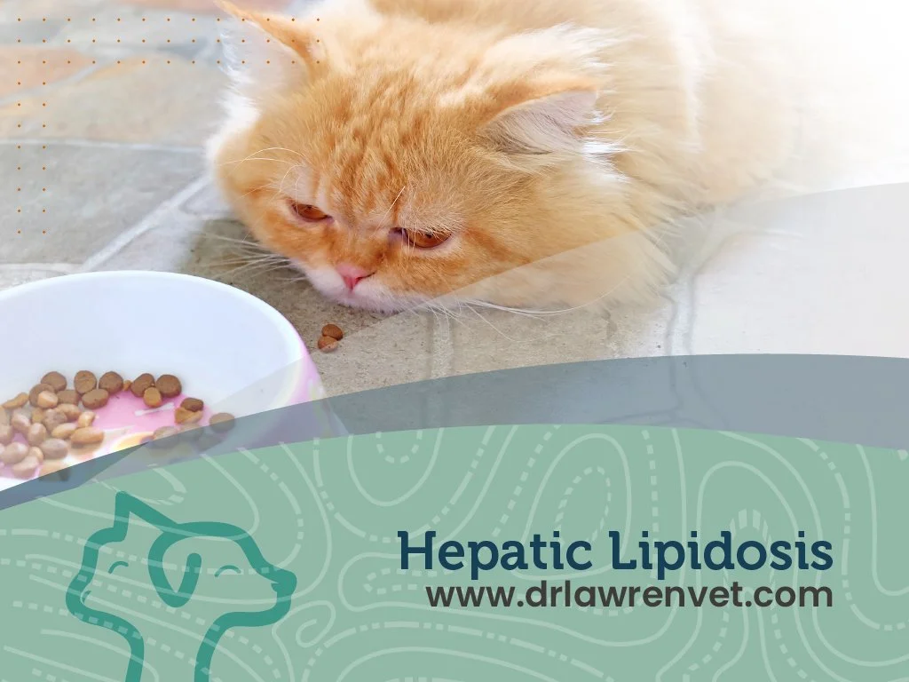 Hepatic Lipidosis