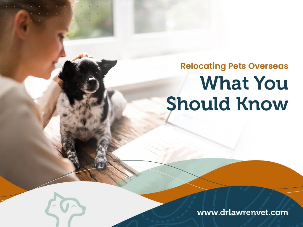 Relocating Pets Overseas: What You Should Know