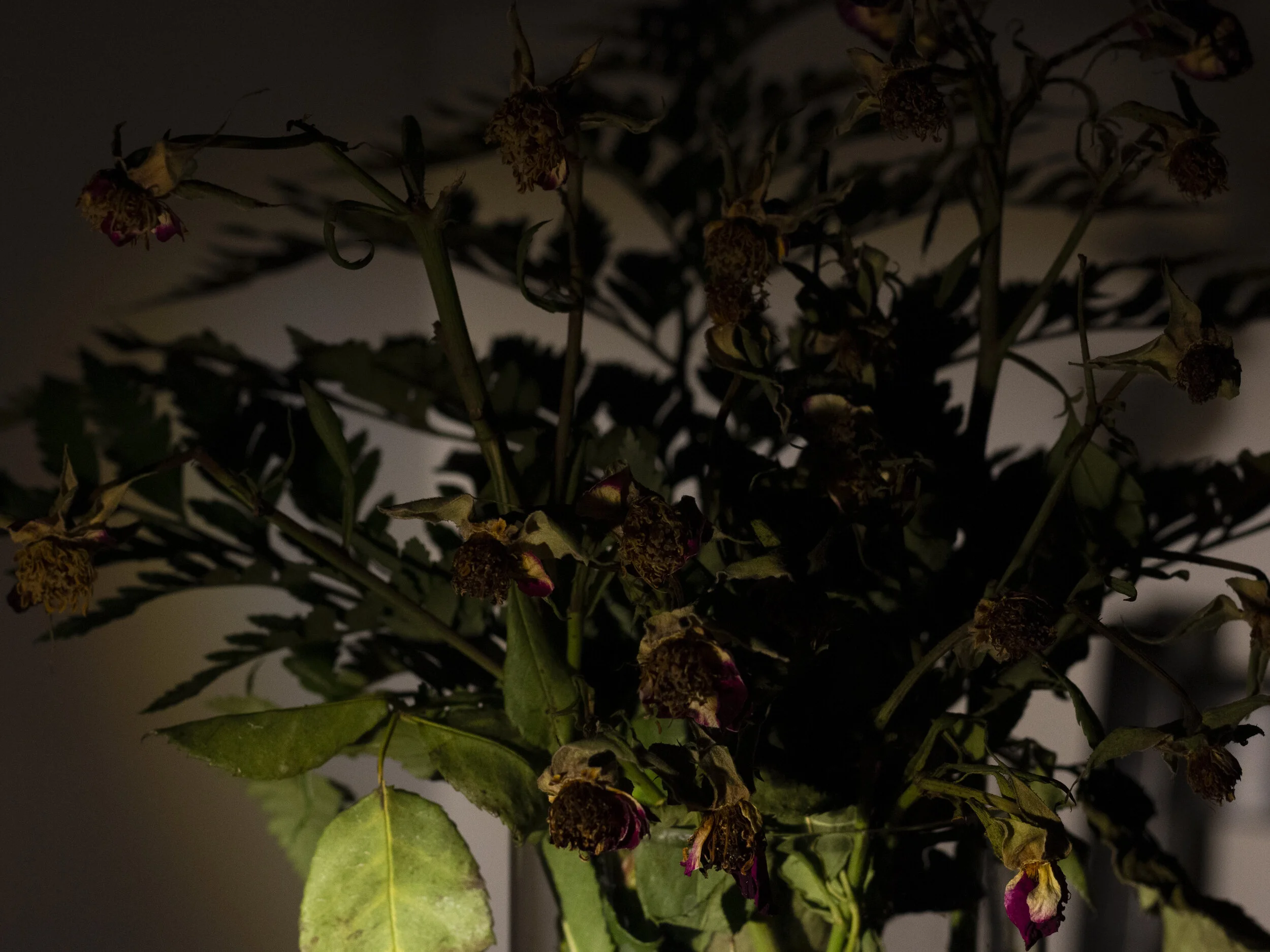 ContrastRoseLeaf.jpg