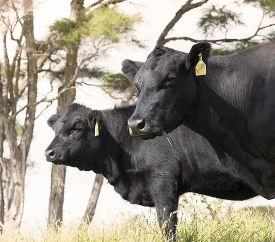 Absolute-NZ-Meats-Pedigree-Angus-567x500.jpg