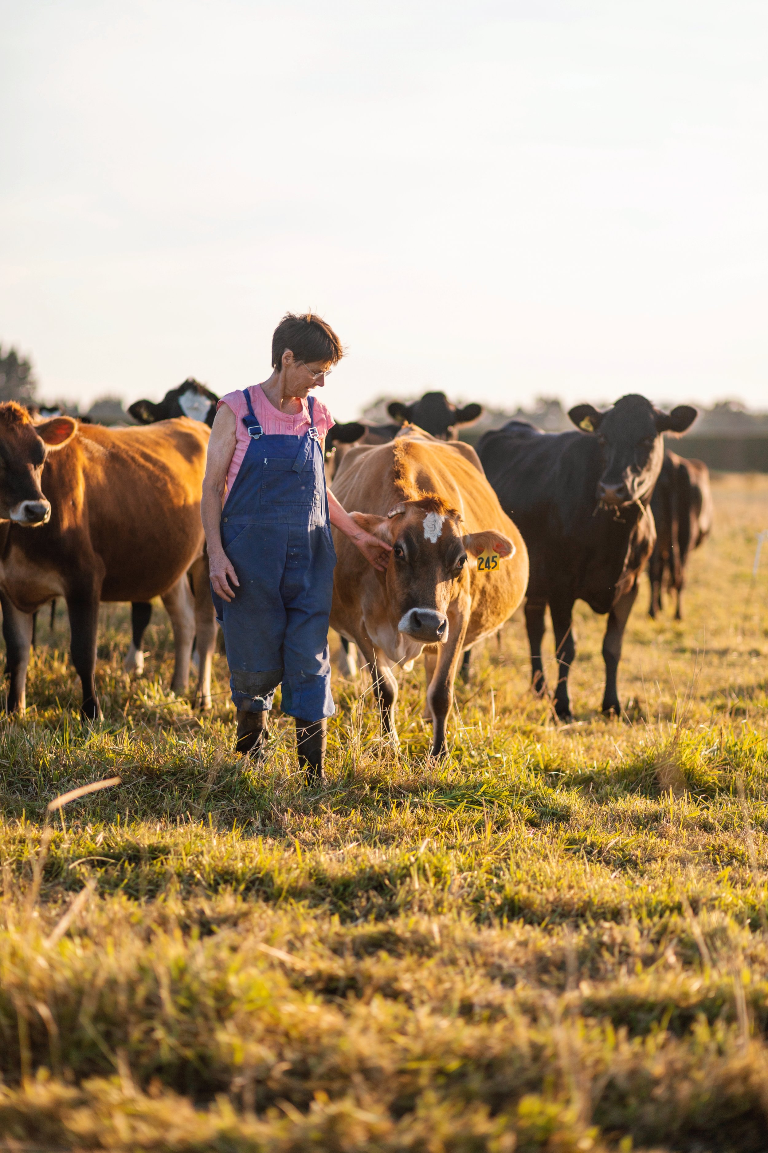 Jackie Clearwarer and her happy dairy cows.jpg