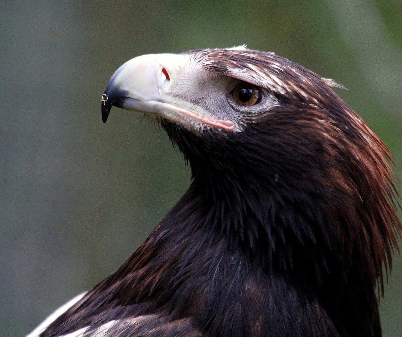 Wildlife Vet Hospital Tasmania Forth Valley Vet Clinic wildlife-vet-hospital-tasmania-forth-valley-vet-clinic