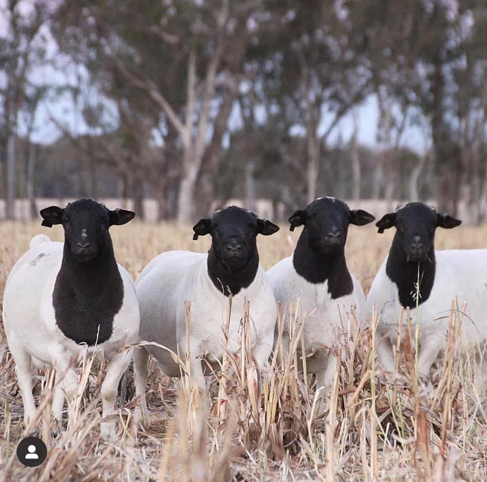 Parasite Management in Cattle and Sheep.jpg