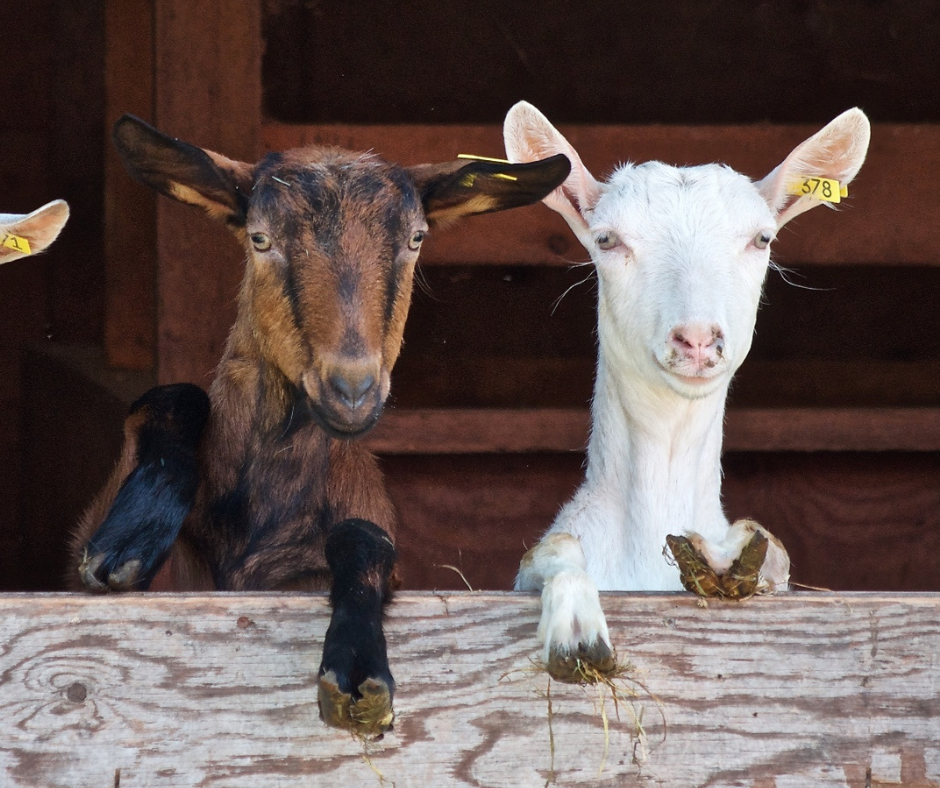 Goat Lice Management