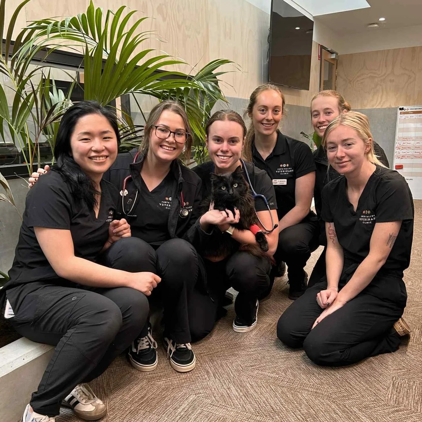 From Paralysis to Purrs: Wally’s Journey Home