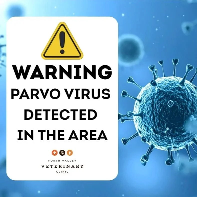 Parvovirus Detected in Tasmania&nbsp;&nbsp;