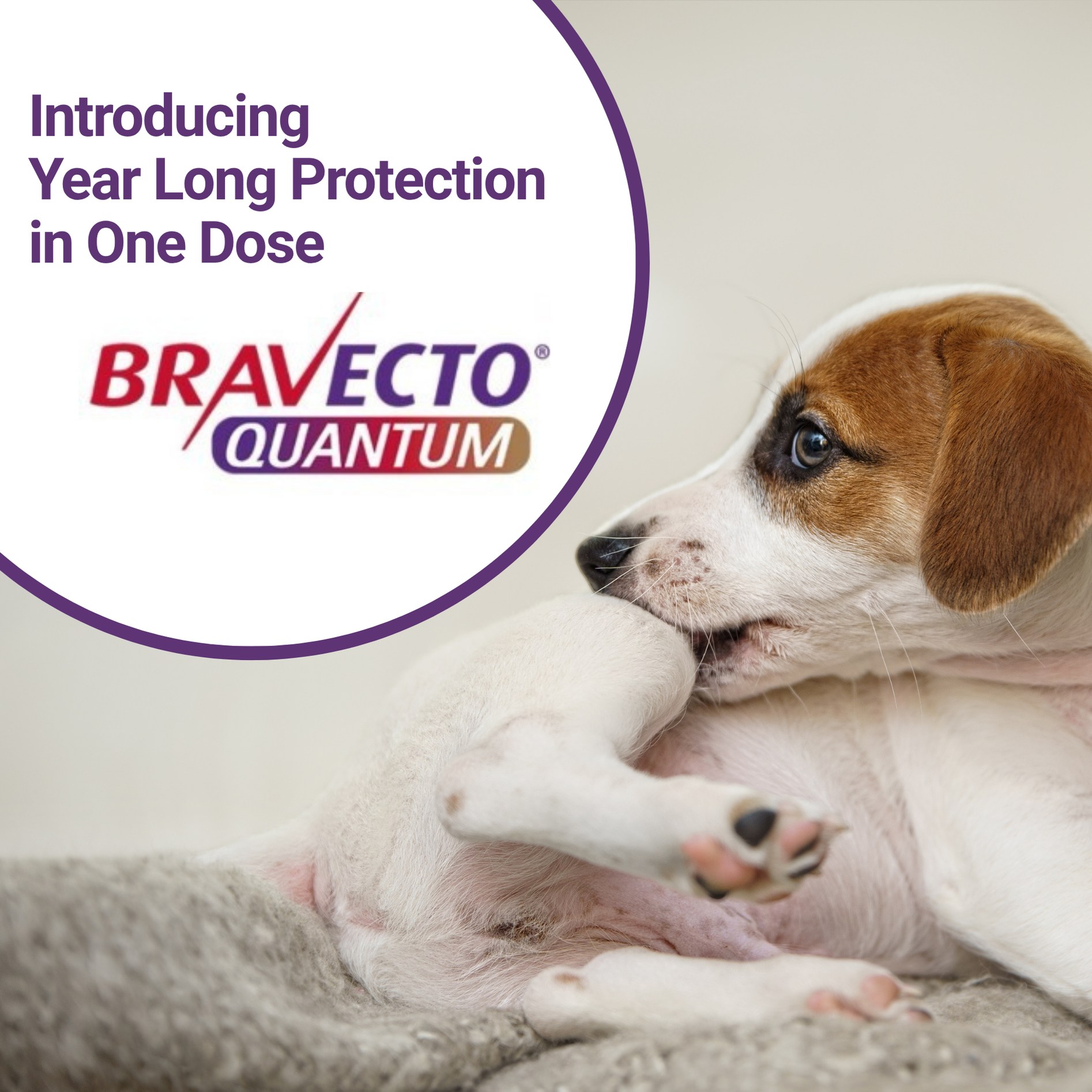Quantum Bravecto - Year long protection for fleas &amp; ticks