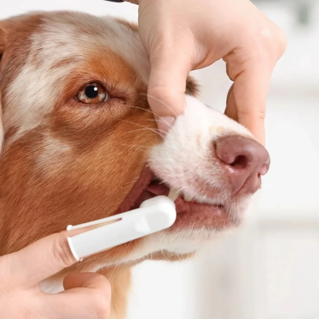 Beyond the labels: What our vets really think about dental chews, gels and toothbrushes