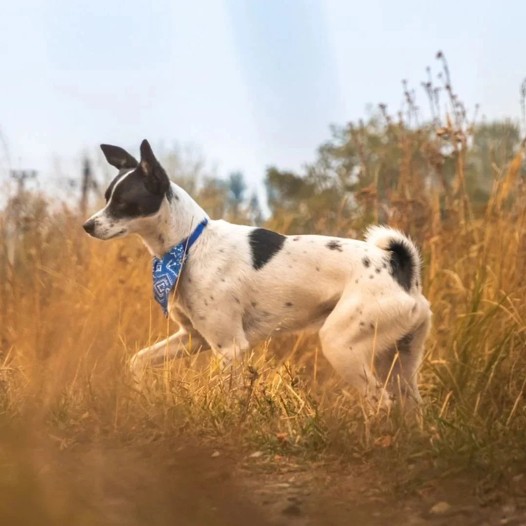 Getting ahead of fleas this spring