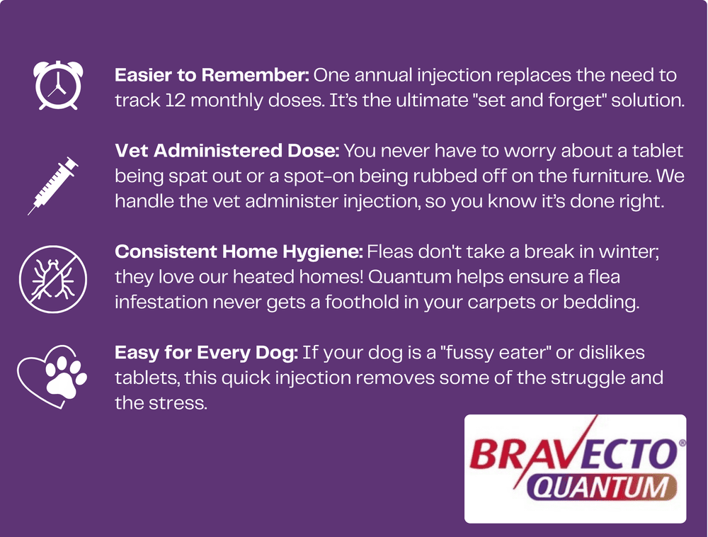 Quantru Inj Quantum Bravecto - Year long protection for fleas & ticks — Forth ...