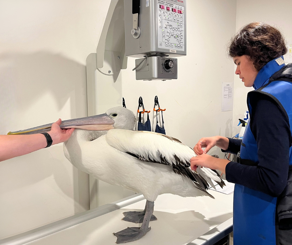 Wildlife Rvt Wildlife Vet Hospital Tasmania — Forth Valley Vet Clinic
