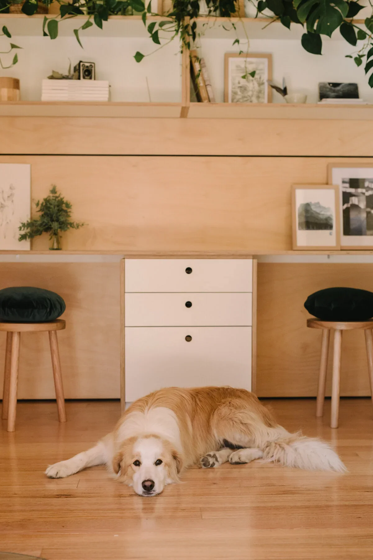 A large tan and white dog lying down on a wooden floor in front of a modern wooden and white furniture unit, with a green dog sitting on the floor at the left side of the image.