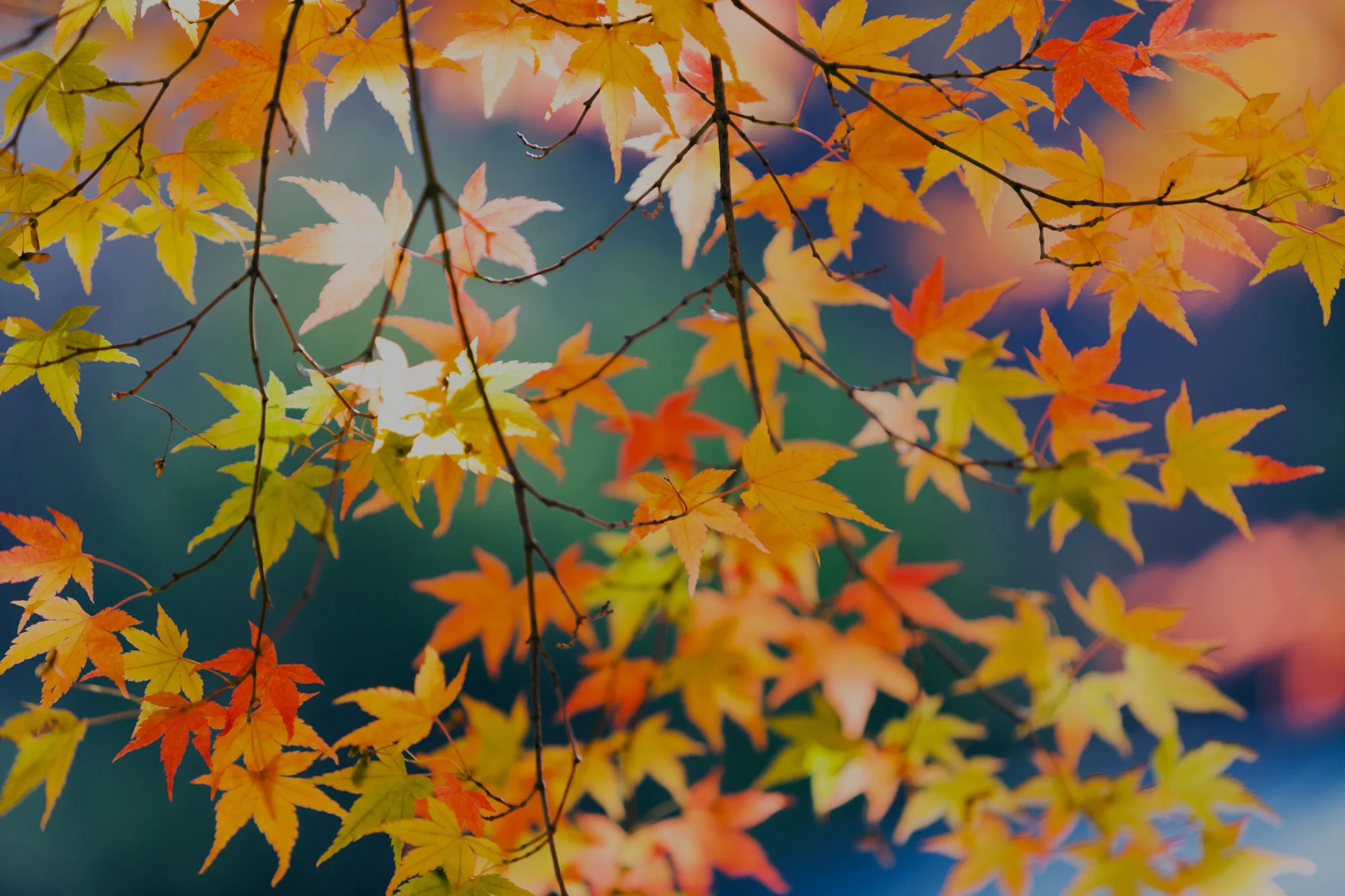 iStock-610129238web2.jpg