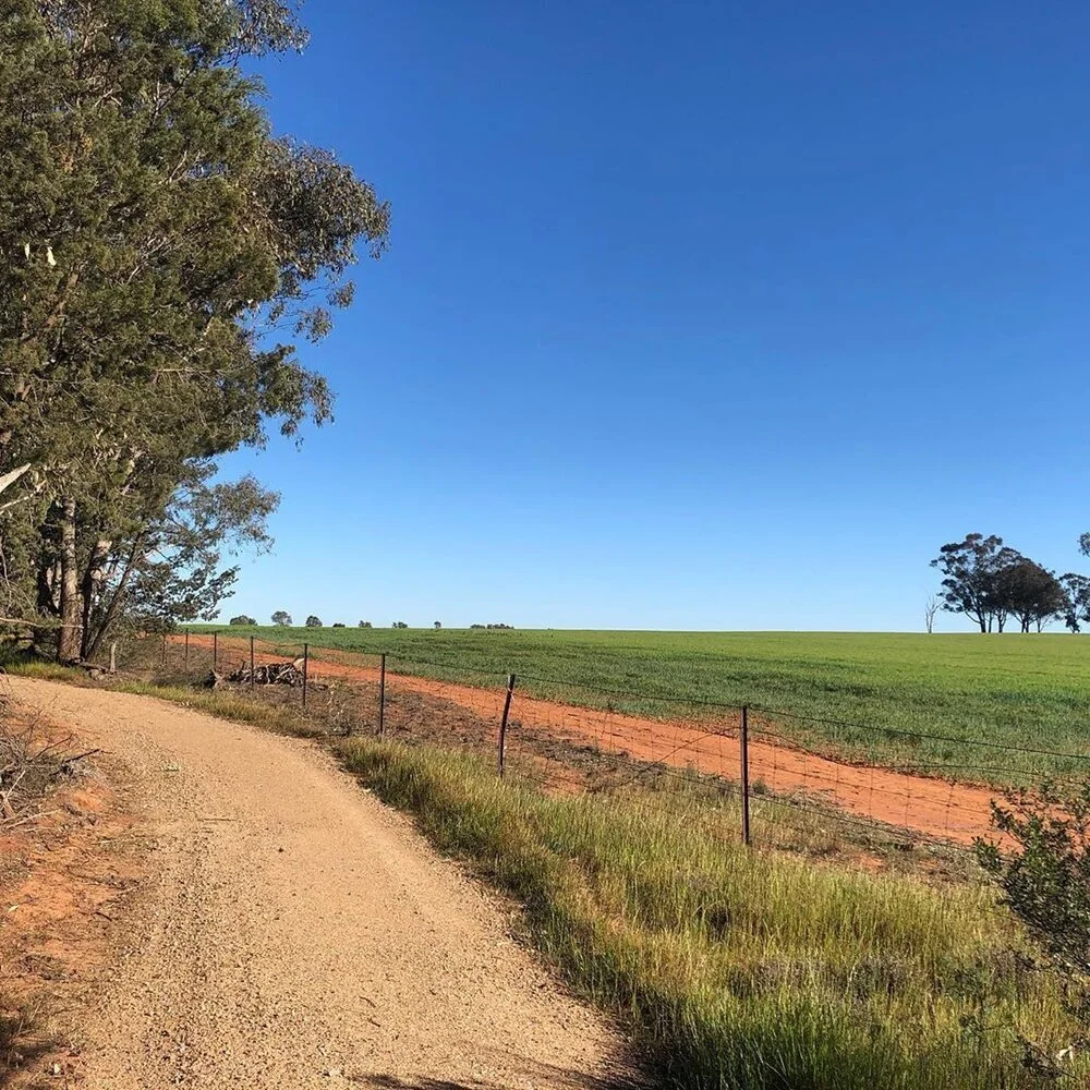 Gainmain Coolamon.jpg