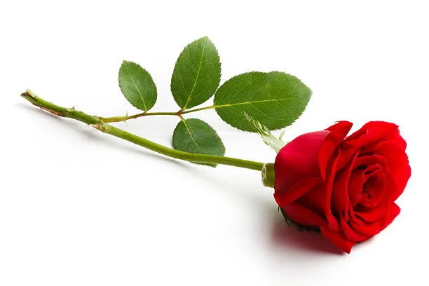 Dixie Patricia Hosking