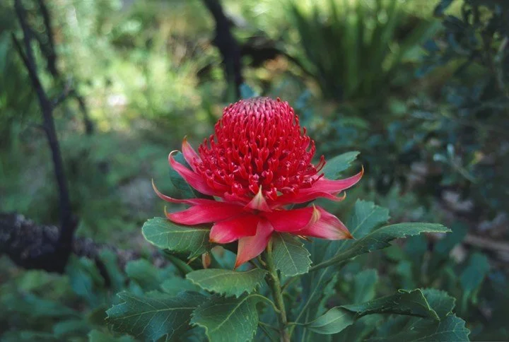 Josephine 'Anne' Bourke (nee Smith)