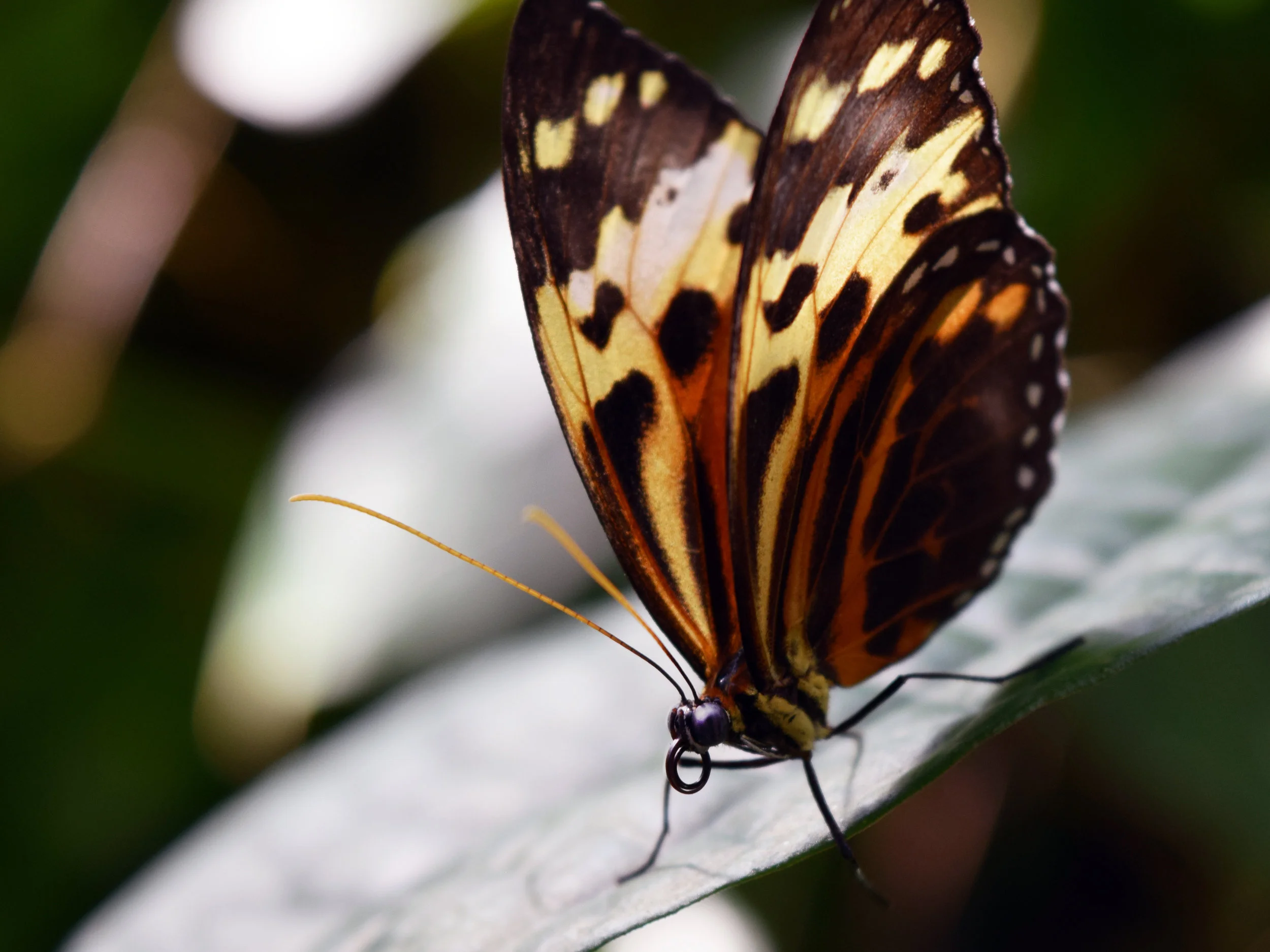 DSC_0022.jpg
