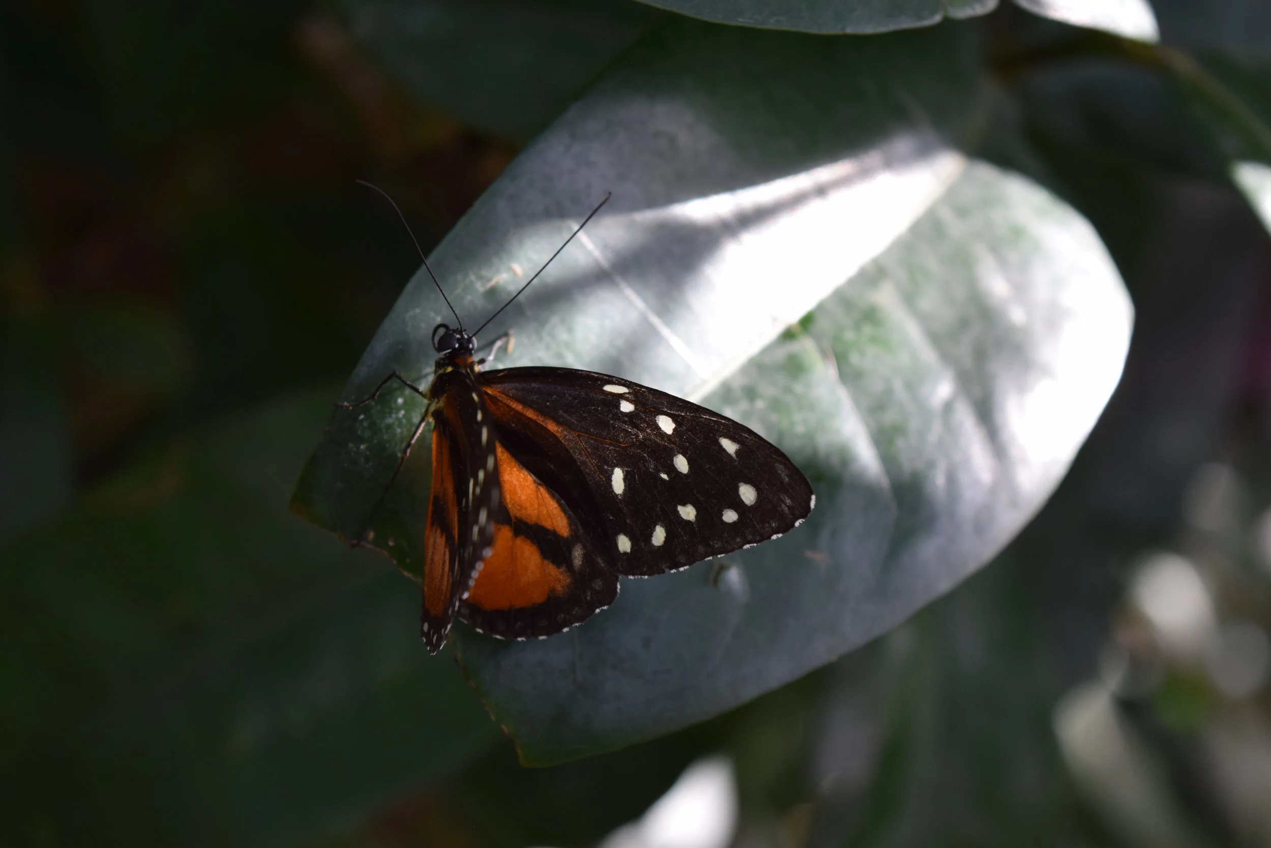 DSC_0081.jpg