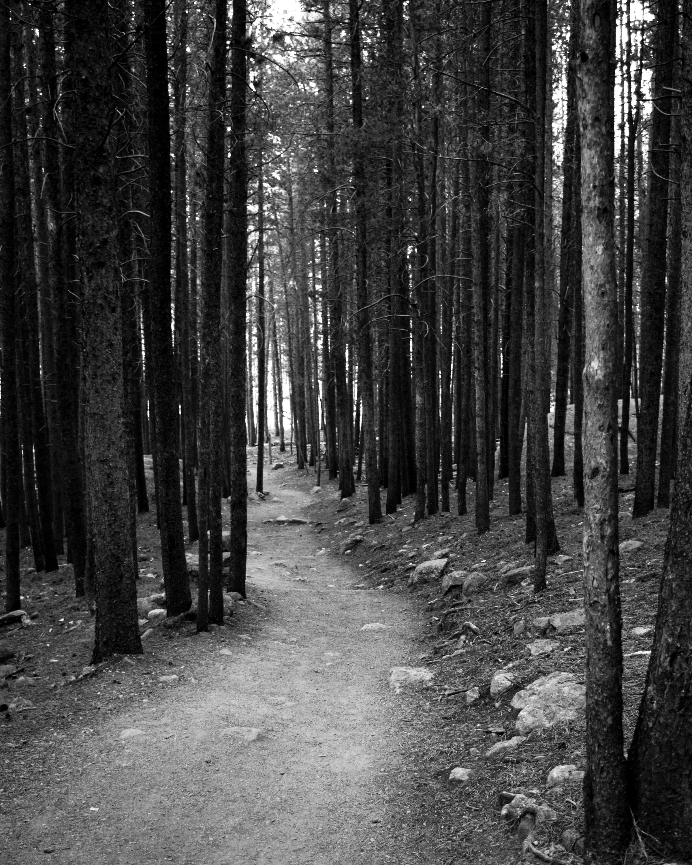 RMNP 3.jpg