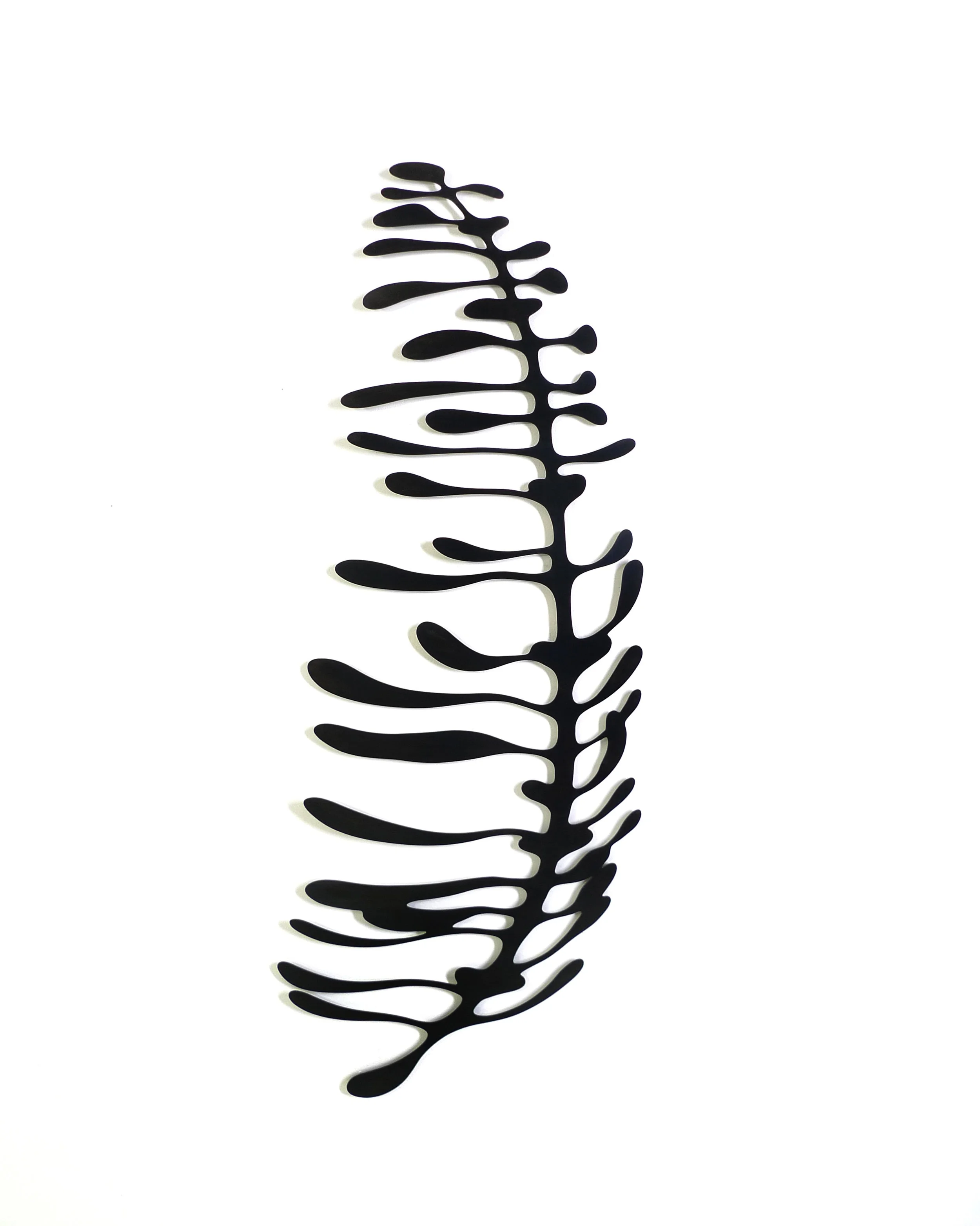 Fern.jpg