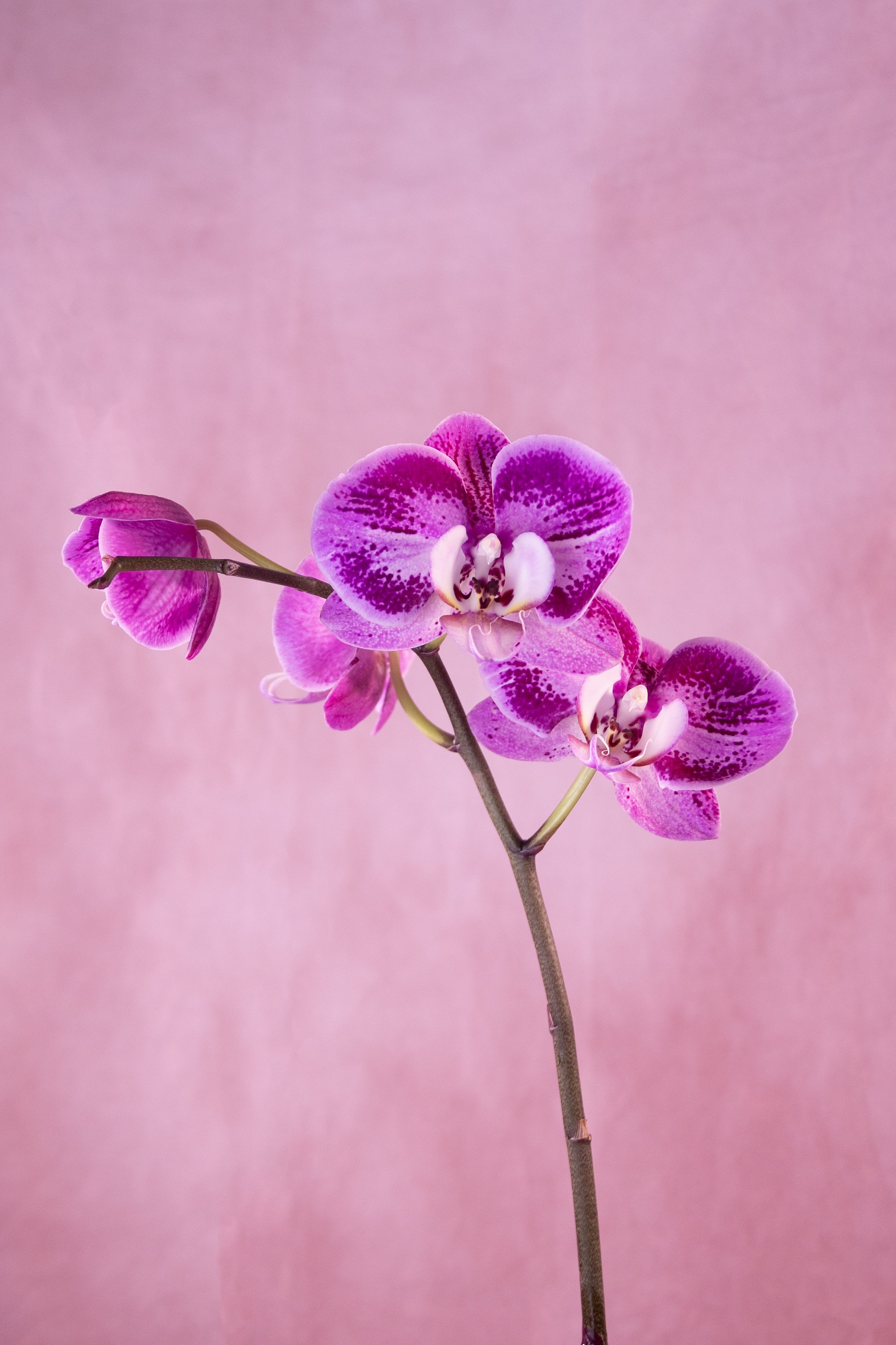 Orchid_1 copy.jpg