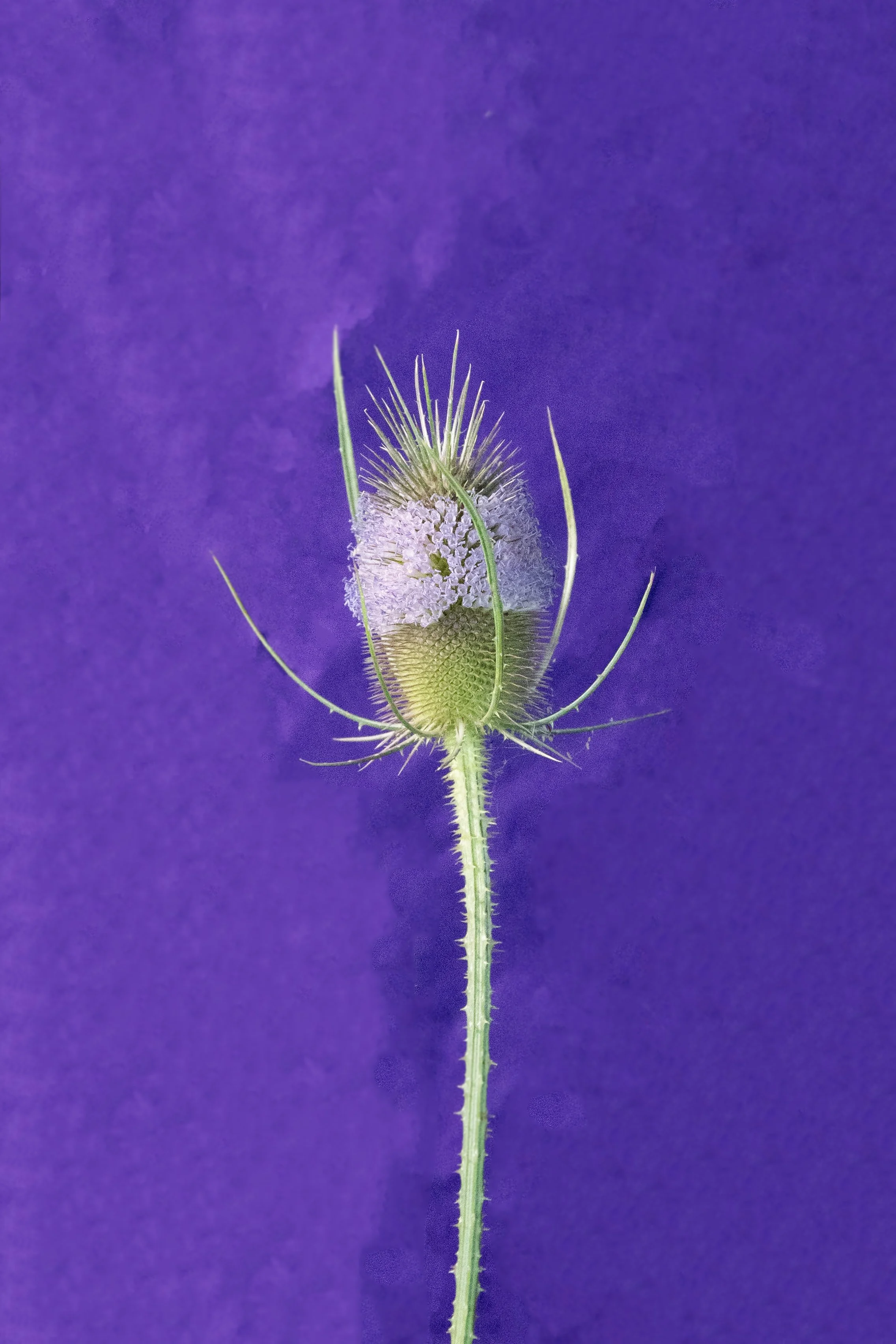 Thistle copy.jpg
