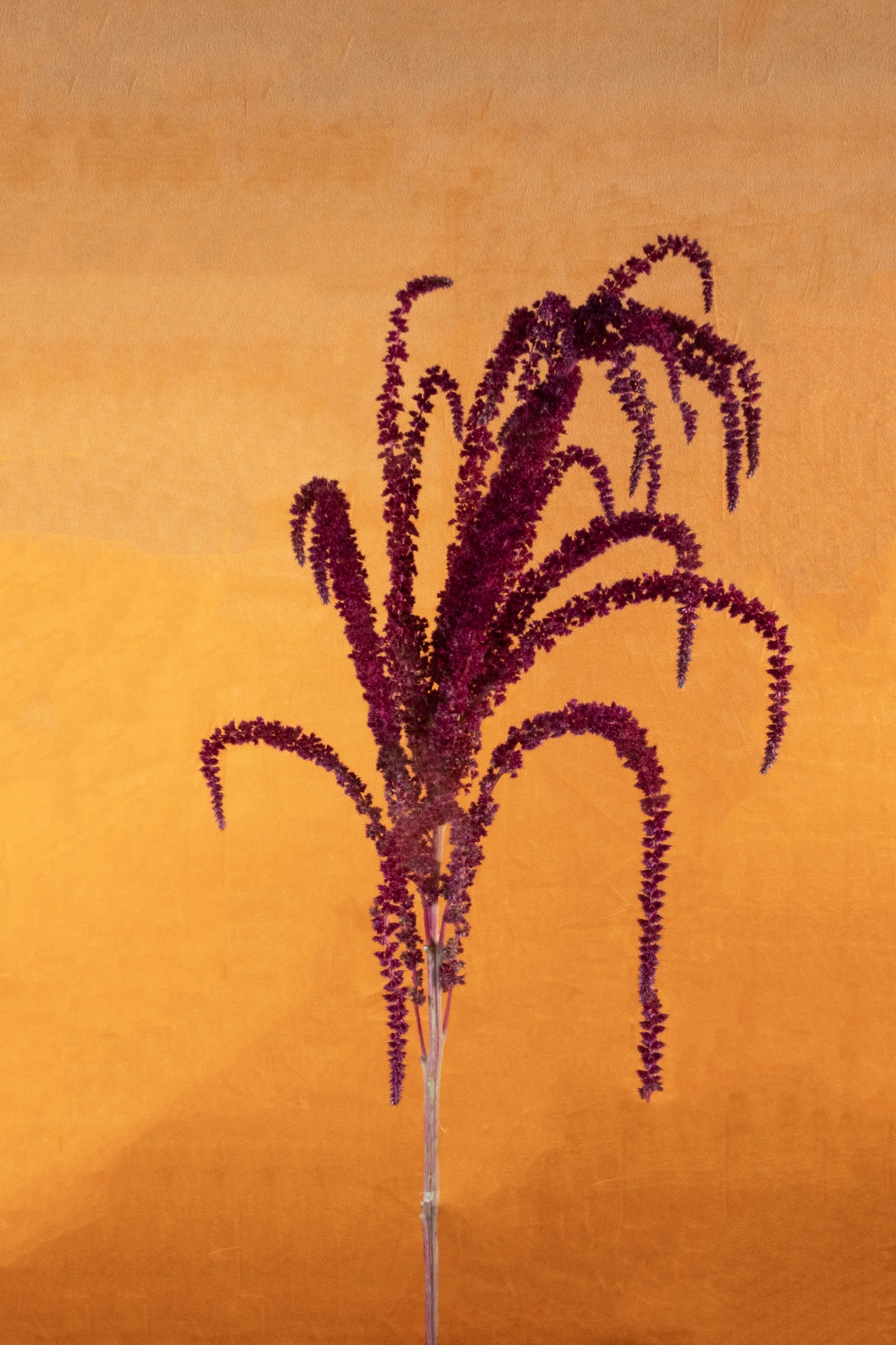 Love lies bleeding amaranth:sideshow bob copy.jpg