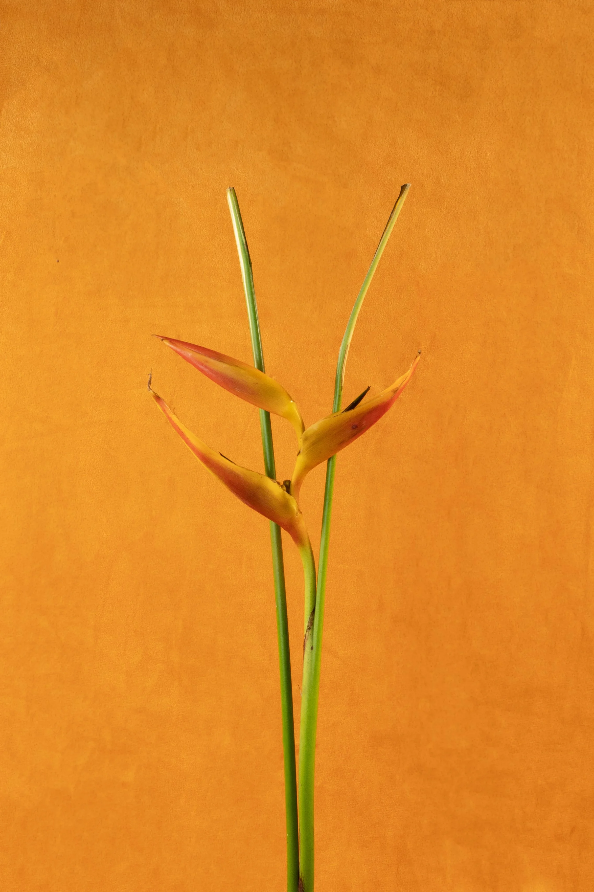 Heliconia copy.jpg