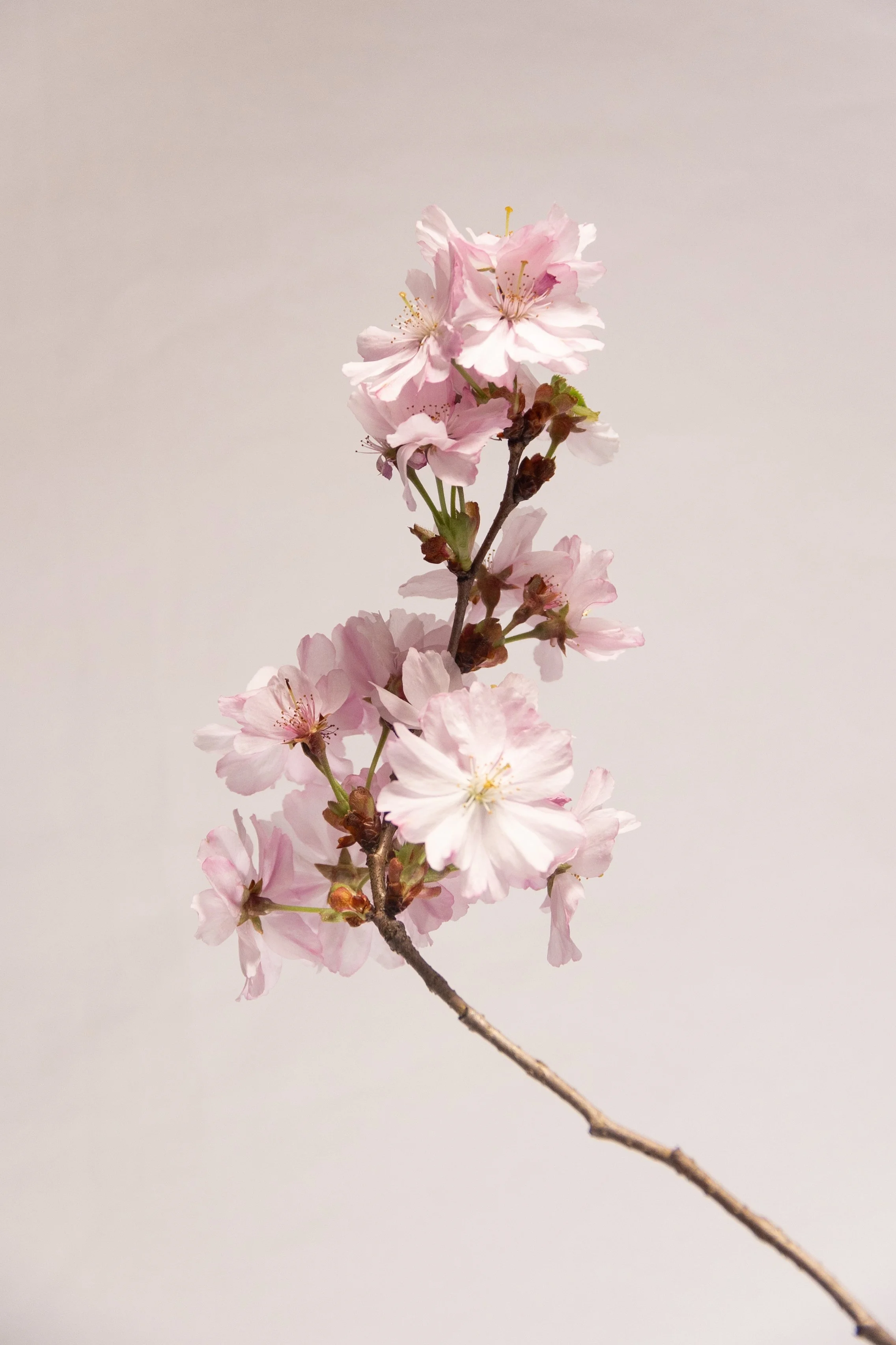 Cherry Blossom_1 copy.jpg