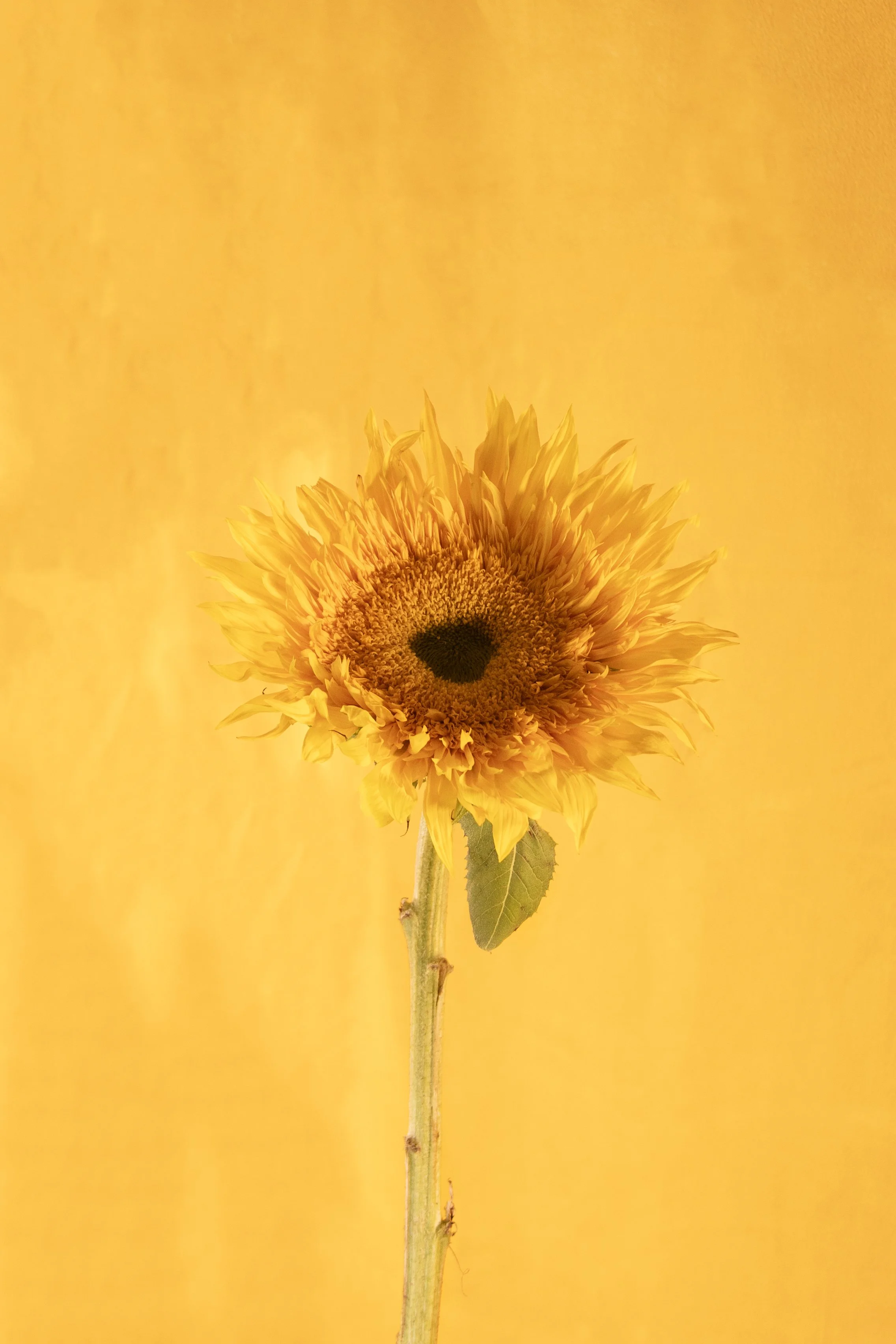 Sunflower_1 copy.jpg