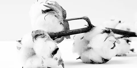 img-supply-cotton.jpg