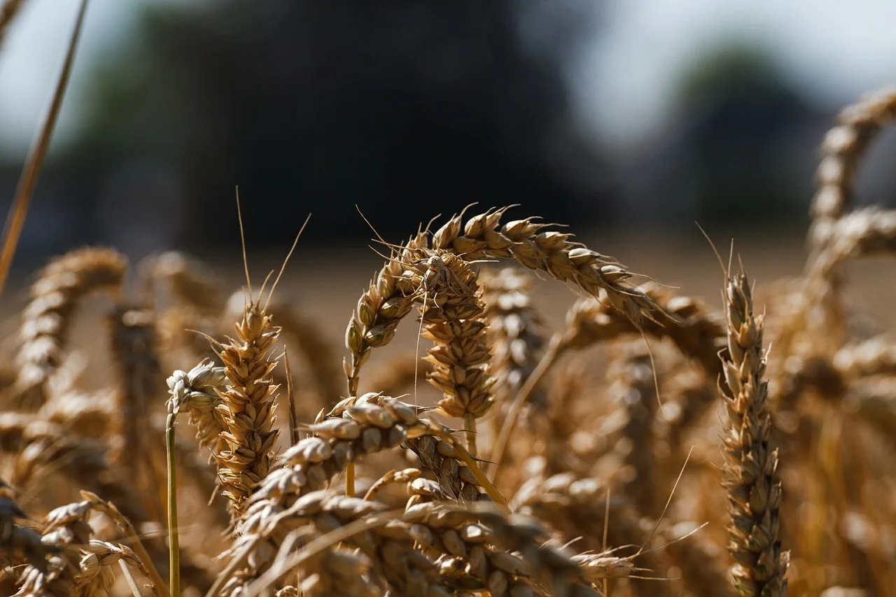cornfield-404141_1280.jpg