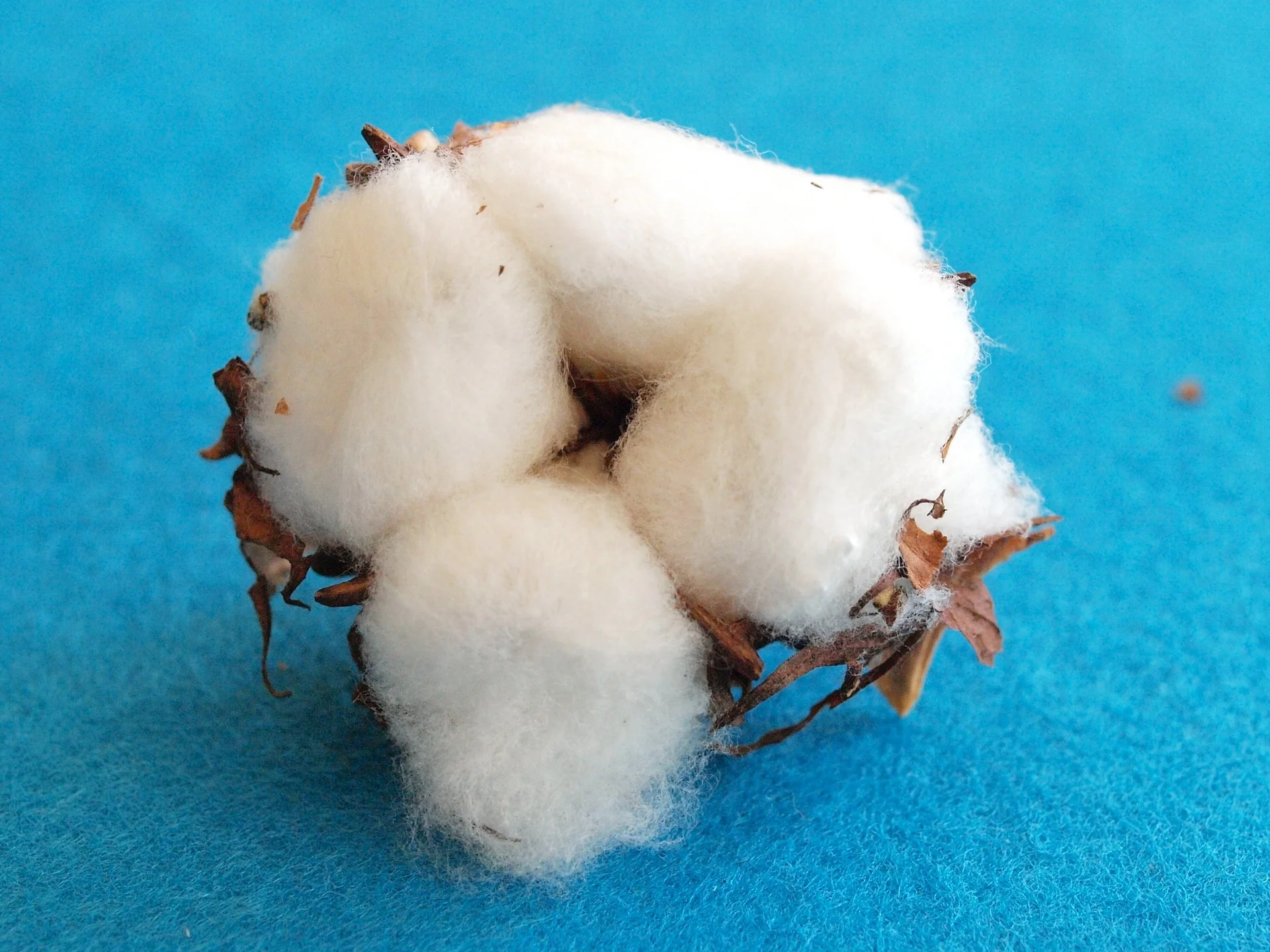 2015-cotton-trading.jpg