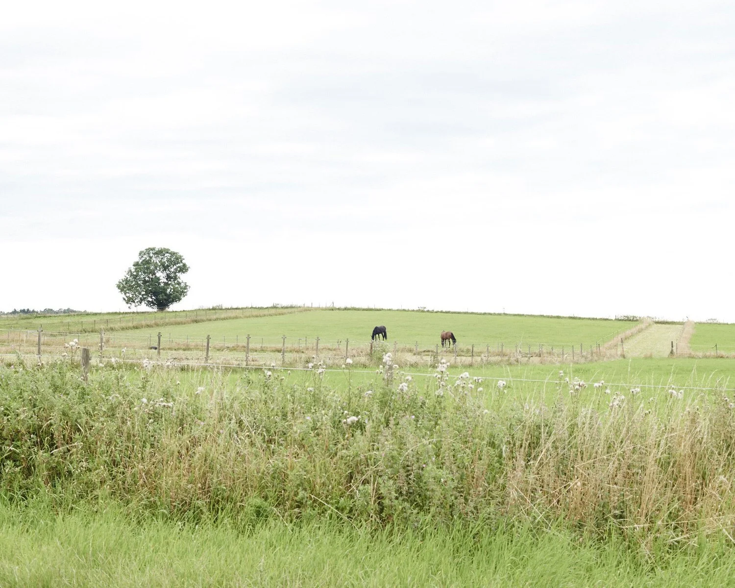 danish grass.jpg